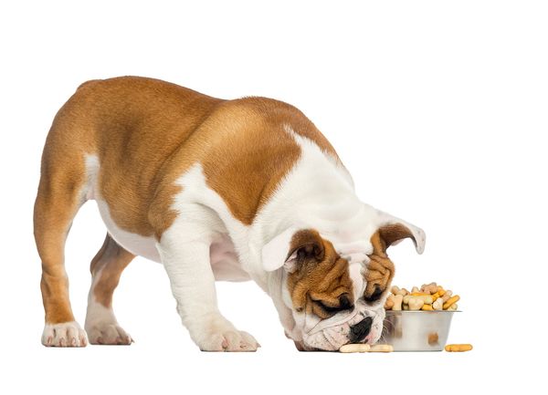 Great Snacks for Bulldogs: Incorporating Healthy Human Food into Their Diet