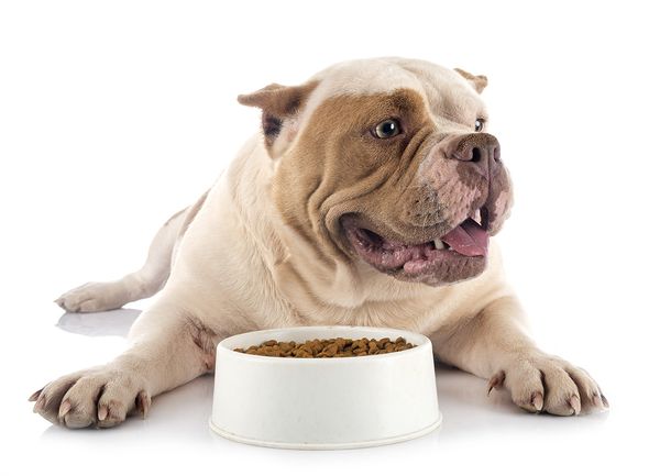Fueling Your Furry Friend: The Essentials of Basic Bulldog Nutrition