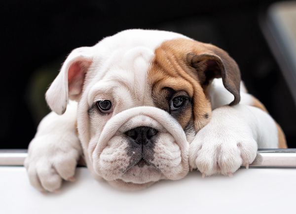 How to Choose a Reputable English Bulldog Breeder