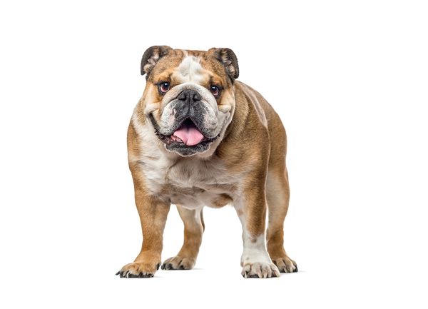 English Bulldog Basic Facts: Everything You Need to Know