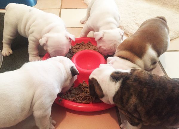 English Bulldog Puppy Basics, Care, and What to Do