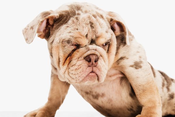 Bulldog Eye Care: How to Keep Your English Bulldog's Eyes Healthy