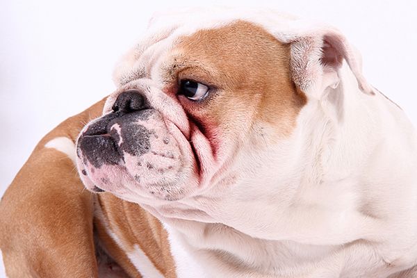 Bully Breed Yeast Infections