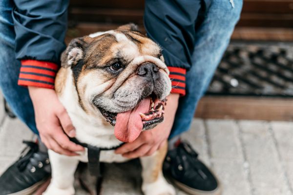 Bully Bliss: Helping Bulldog Owners