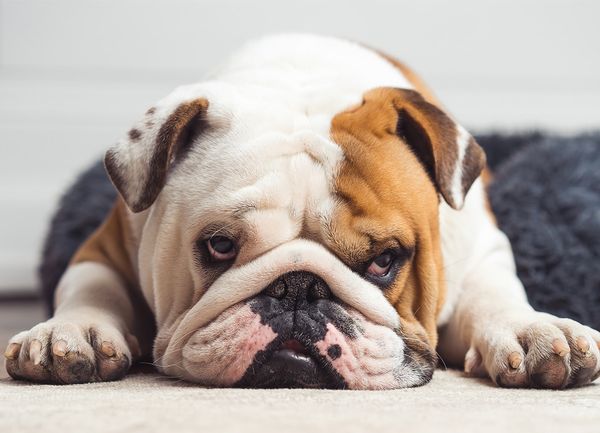 Trimming English Bulldog Nails: Expert Tips for a Happy Pup