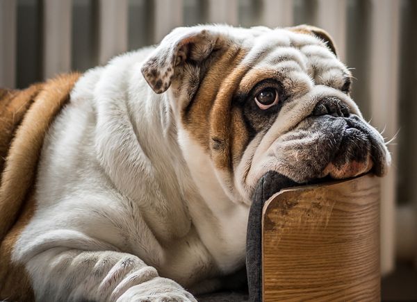 Natural Ways to Prevent Vomiting and Upset Stomach in English Bulldogs